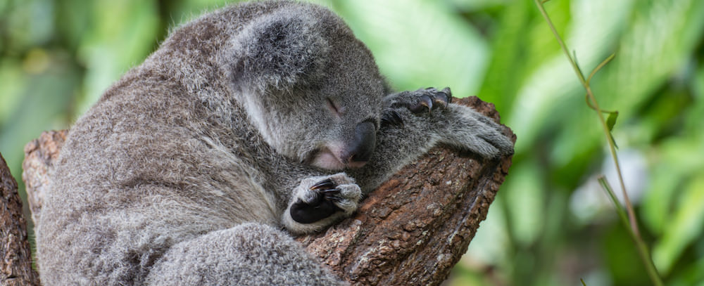 Kuranda Koala Gardens Queensland Bellevue At Trinity Beach